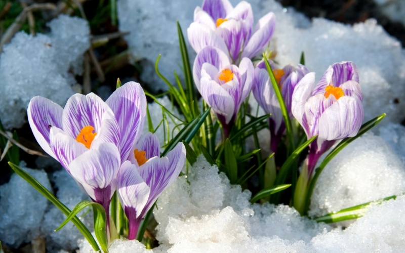 12 19 vitannia sviato